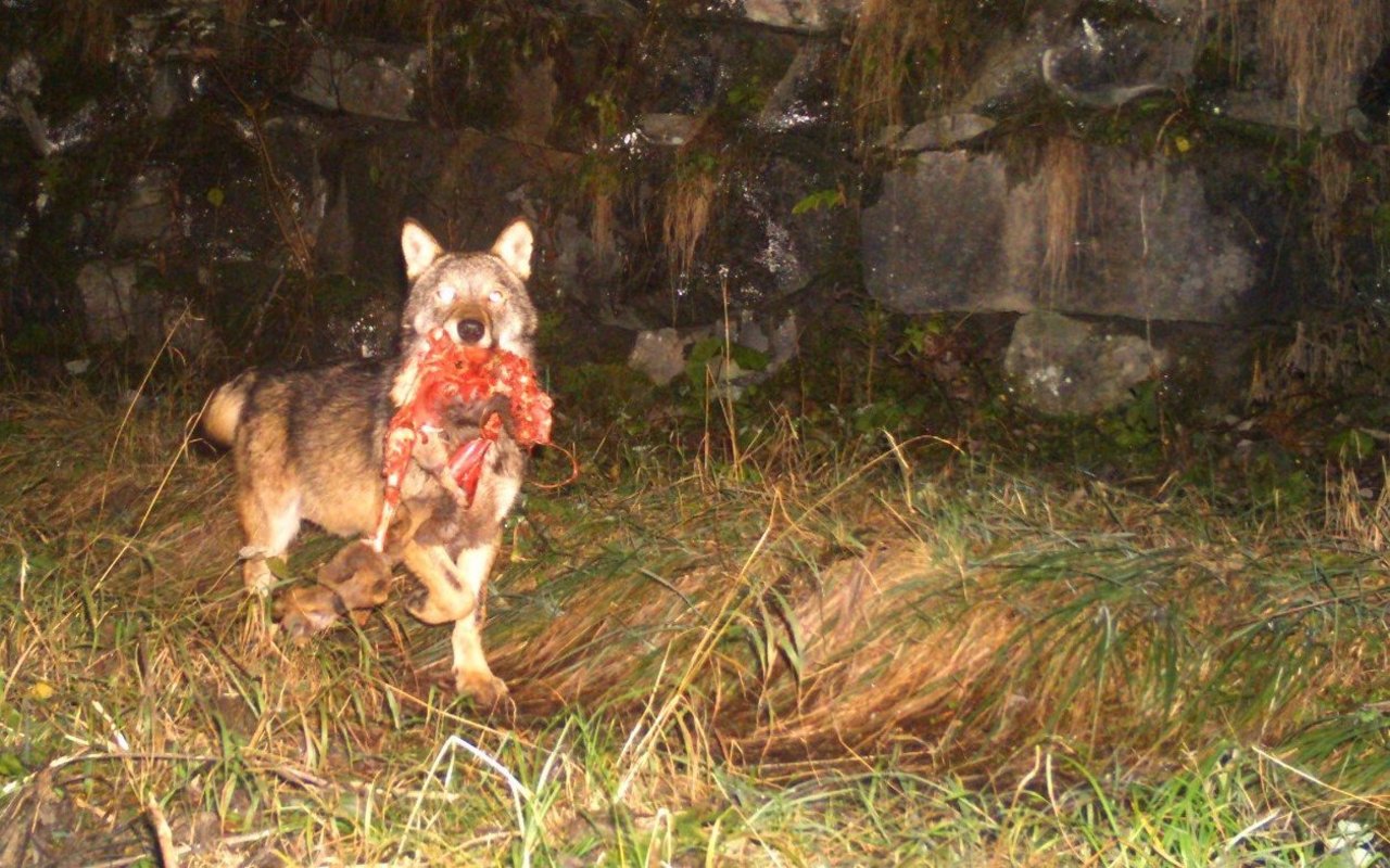 Ein Wolf ist in die Fotofalle getappt: Im Maul hat er eine Wildkeule.