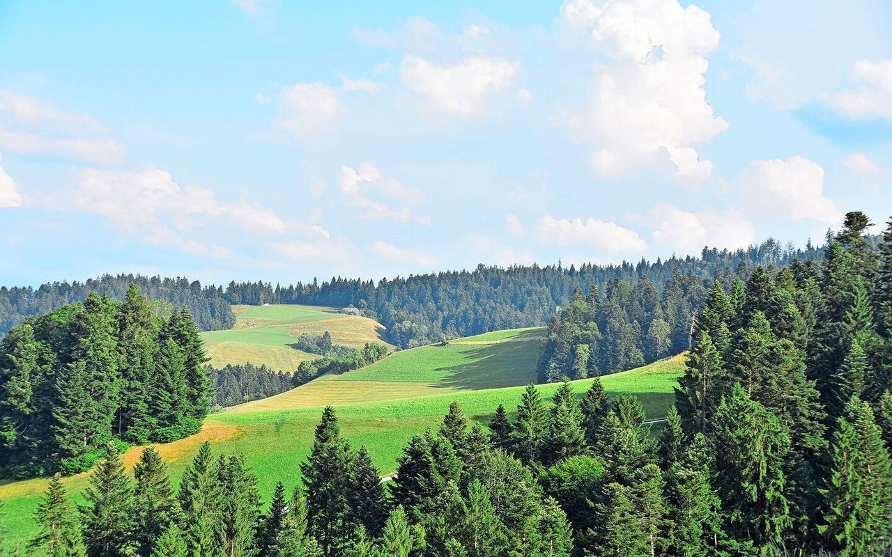 Die Waldgrenze verschiebt sich nach oben, auch die Baumartenzusammensetzung wandelt sich.