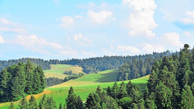 Die Waldgrenze verschiebt sich nach oben, auch die Baumartenzusammensetzung wandelt sich.