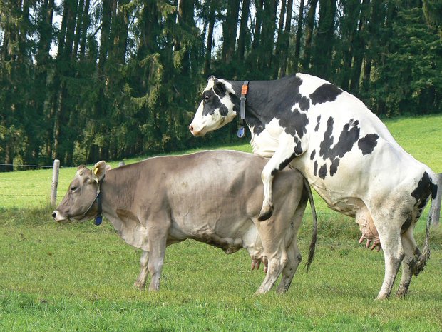 Die Milchkontrolle kann indirekt die Fruchtbarkeit der Herde verbessern,weil sie Hinweise zur Energieversorgung gibt. Bild: Swissgenetics, www.die-fruchtbare-kuh.ch