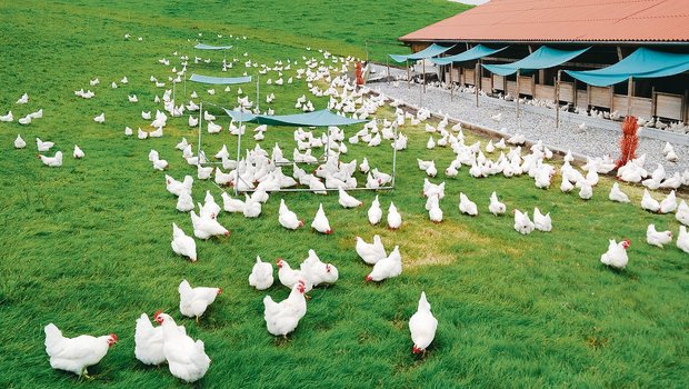 Eine Herde von Zweinutzungshühnern. Sie legen nur 250 statt 310 Eier im Jahr, dafür sind die Hähne nutzbar für Charcuterie. (Bild pd)