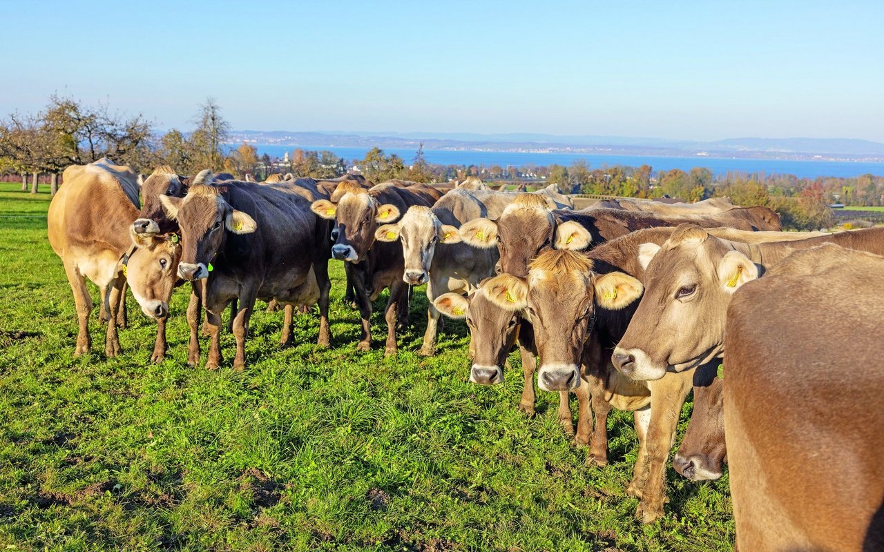 Eine Herde Braunvieh auf der Weide