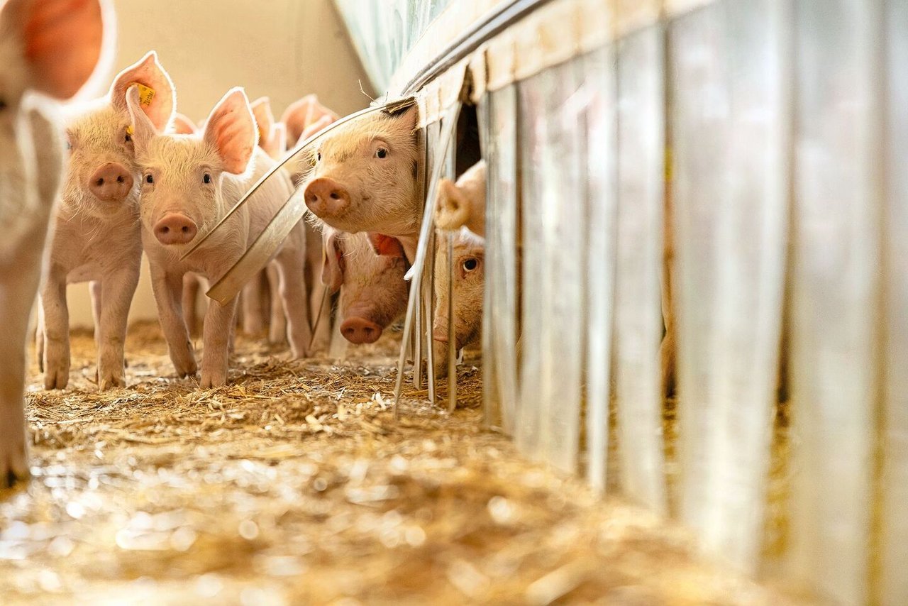 Alexander und Katja Zürcher produzieren Ferkel in einem arbeitsteiligen Ferkelring. Um die Biosicherheit bei den Schweinen – hier die Jager – machen sie sich viele Gedanken.