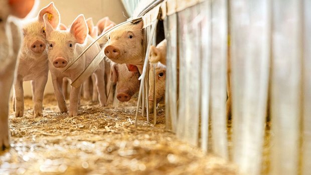 Alexander und Katja Zürcher produzieren Ferkel in einem arbeitsteiligen Ferkelring. Um die Biosicherheit bei den Schweinen – hier die Jager – machen sie sich viele Gedanken.