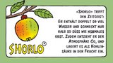 Neue Apfel-Sorte: Der «Shorlo»-Apfel. Cartoon von Marco Ratschiller / Karma für «die grüne» 