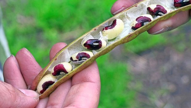 Augenbohnen sind hitze- und trockenheitsresistent und darum eine vielversprechende Proteinquelle für die Zukunft