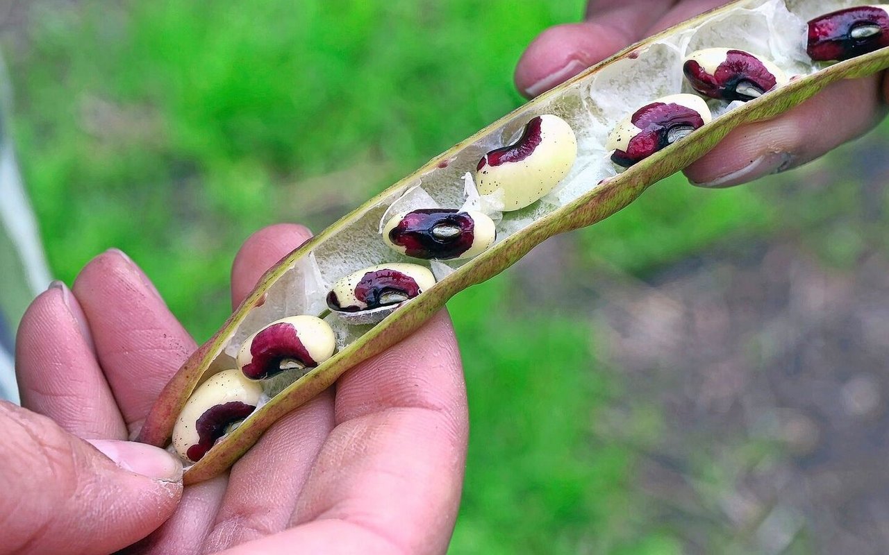 Augenbohnen sind hitze- und trockenheitsresistent und darum eine vielversprechende Proteinquelle für die Zukunft