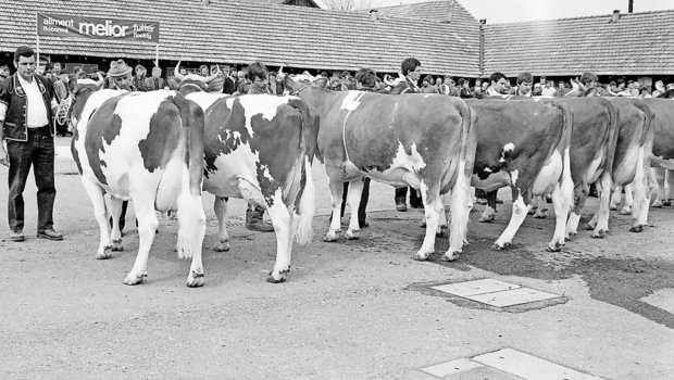 Hier eine Kategorie Red Holstein im Jahr 1985: Im ersten Rang Tessar Fabiola von der Familie Dupasquier aus Vuadens; im zweiten Rang die Chester-Tochter Charmante von Raphaël Dunand aus Vaulruz.