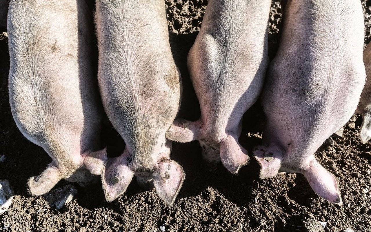 Ansicht von oben: Schweine stehen in einer Reihe, senken die Köpfe und fressen im Dreck.