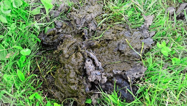 Viele Löcher in der Oberfläche eines Kuhfladens sind leider kein sicheres Zeichen für zahlreiche Mistkäfer. Diese Insekten bevorzugen eher Haufen als Fladen, sprich weniger dickflüssigen Dung auf der Weide.