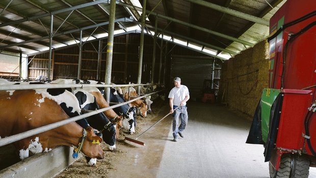 Marco Brandenbergers Milchkühe fressen täglich Pflanzenkohle und scheinen davon zu profitieren.(Bild jsc)