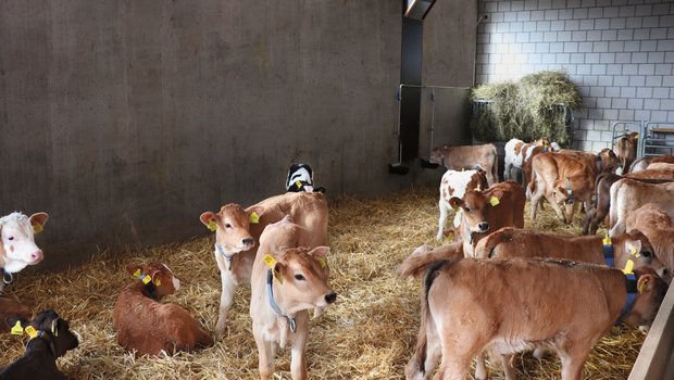Kälbergesundheitsdienst: Protein, Energie und Struktur in der Ration genau abstimmen Auch bei guter Haltung kann Durchfall auftreten. Bild: BauZ/Ruth Aerni