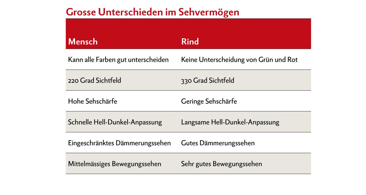 Beim Sehen gibt es grosse Unterschiede zwischen Menschen und Tieren. Das Rind ist dem Menschen in der optischen Wahrnehmung überlegen, hat dafür eine geringe Sehschärfe und Mühe mit der Hell-Dunkel-Anpassung. Quelle: DLG-Merkblatt 415