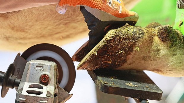 Kühe sind an den Klauenspitzen sehr empfindlich. Diese dürfen daher nicht zu stark gekürzt werden. 