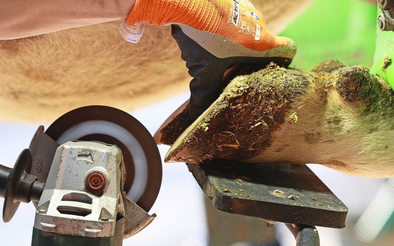 Kühe sind an den Klauenspitzen sehr empfindlich. Diese dürfen daher nicht zu stark gekürzt werden. 