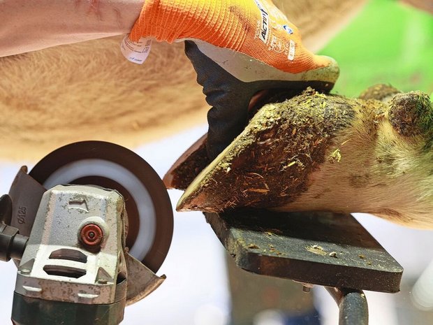 Kühe sind an den Klauenspitzen sehr empfindlich. Diese dürfen daher nicht zu stark gekürzt werden. 