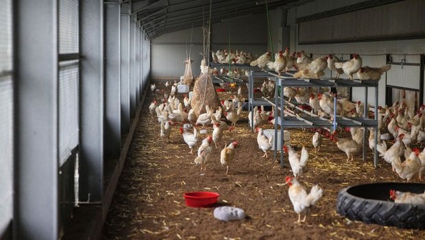 Weisse Legehennen halten sich im Aussenklimabereich ihres Stalls auf. Sie scharren am Boden oder sitzen auf den Sitzstangen.