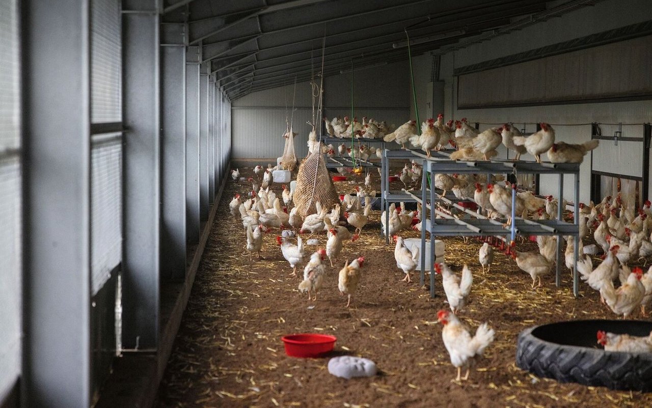 Weisse Legehennen halten sich im Aussenklimabereich ihres Stalls auf. Sie scharren am Boden oder sitzen auf den Sitzstangen.