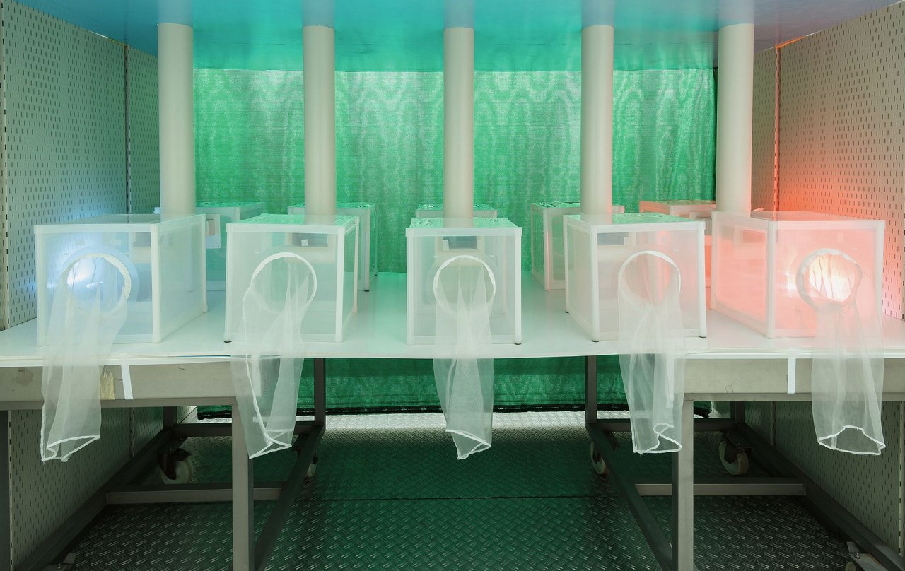 In einer Klimakammer wird das Verhalten der Kirschessigfliege auf dieVerwirrung durch Duftstoffe getestet. Bild: Adobe Stock