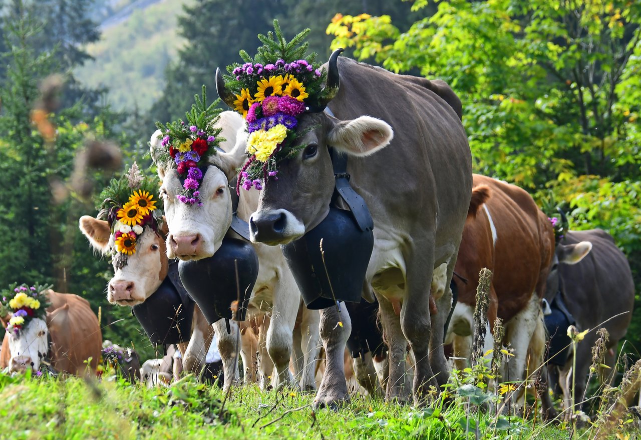 Immer wieder ein prächtiges Sujet: Herrlich geschmückte Kühe mit ihren Treicheln. Dieses Bild hat uns Toni Wittwer zugeschickt.