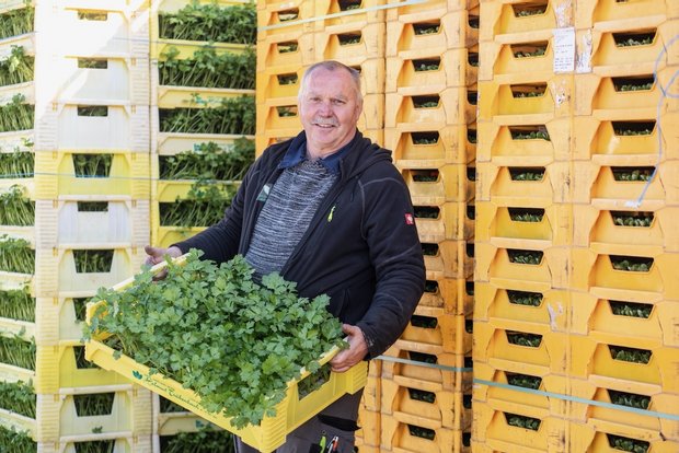 Nach dem Nein zu Trinkwasser- und Pestizid-Initiative: So geht es für Schweizer Landwirte weiter Thomas Wyssa baut in Galmiz FR auf 22 Hektar 35 Salat- und Gemüse-Sorten an. (Bild: «die grüne» / Pia Neuenschwander)
