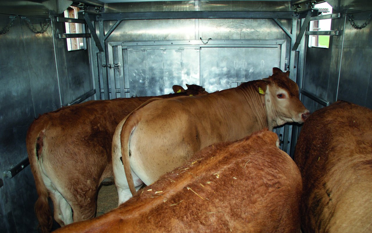 Mehrere Rinder stehen in einem Transporter.