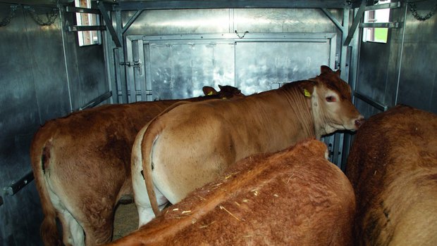 Mehrere Rinder stehen in einem Transporter.