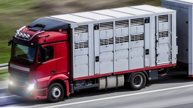 Mehrstöckiger Lastwagen für Tiertransporte auf der Autobahn.