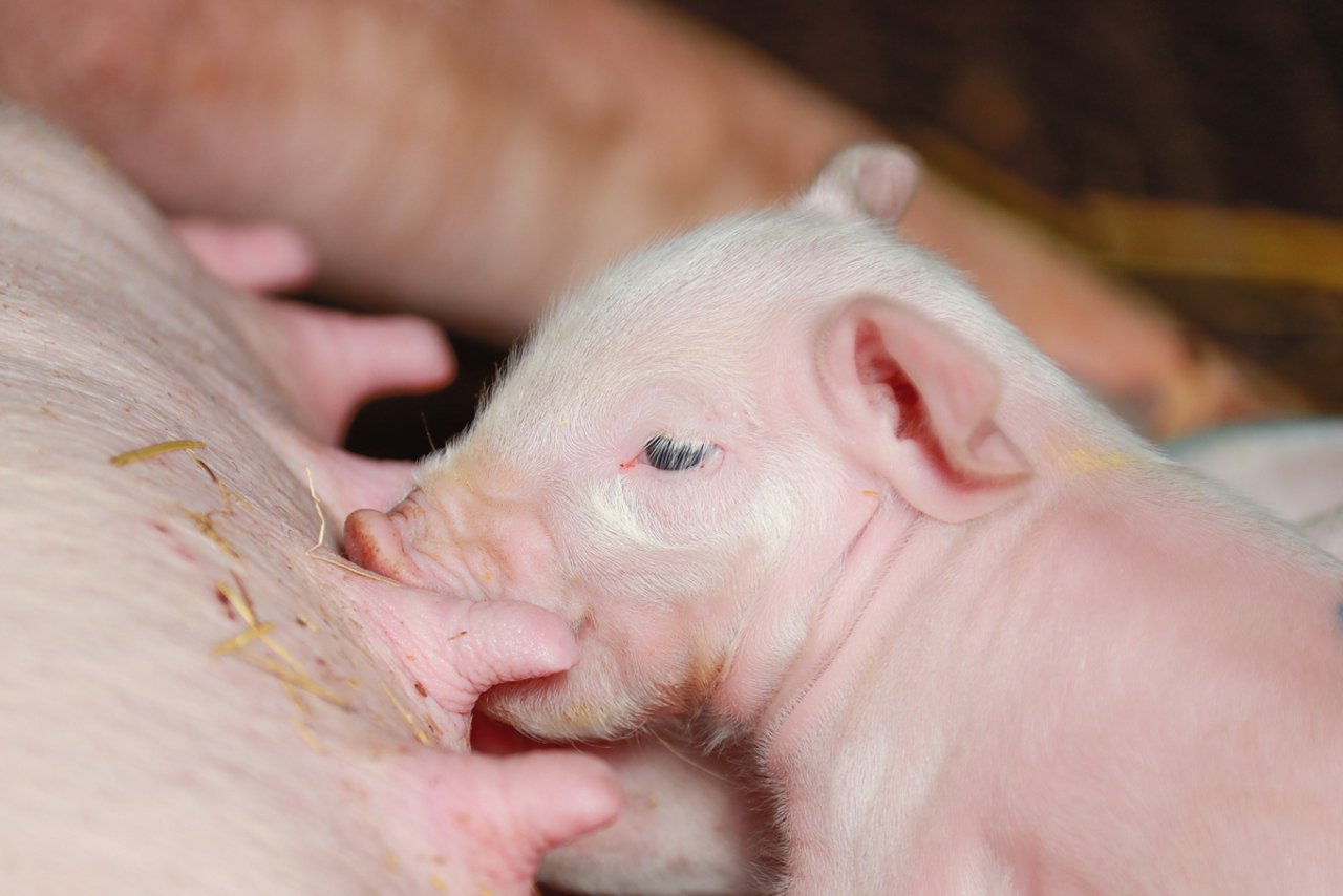 In Sachen Qualität und Tierschutz sind die Unterschiede zum Ausland klar. Im Bereich Gesundheit braucht es eine deutlichere Faktenlage.Bild: Peter Röthlisberger