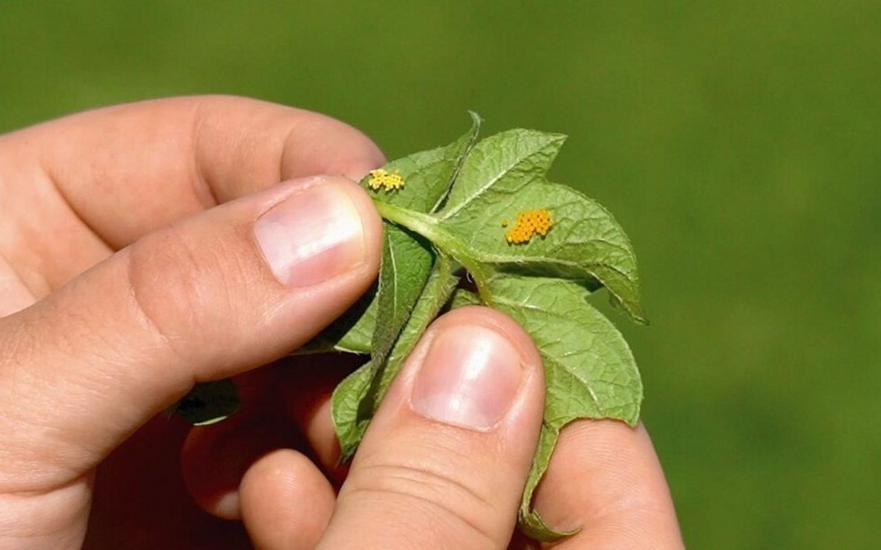 Vorsicht Verwechslungsgefahr: Die hellgelben Eier sind von Marienkäfern, die orangen vom Kartoffelkäfer.