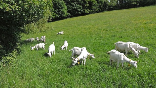 Eine Herde weisser Saanenziegen grast am Waldrand auf der Weide.