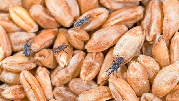 gehört zu den Rüsselkäfern. Die adulten Insekten werden 3,5 – 5 mm gross, braun und mit dem Alter dunkler.