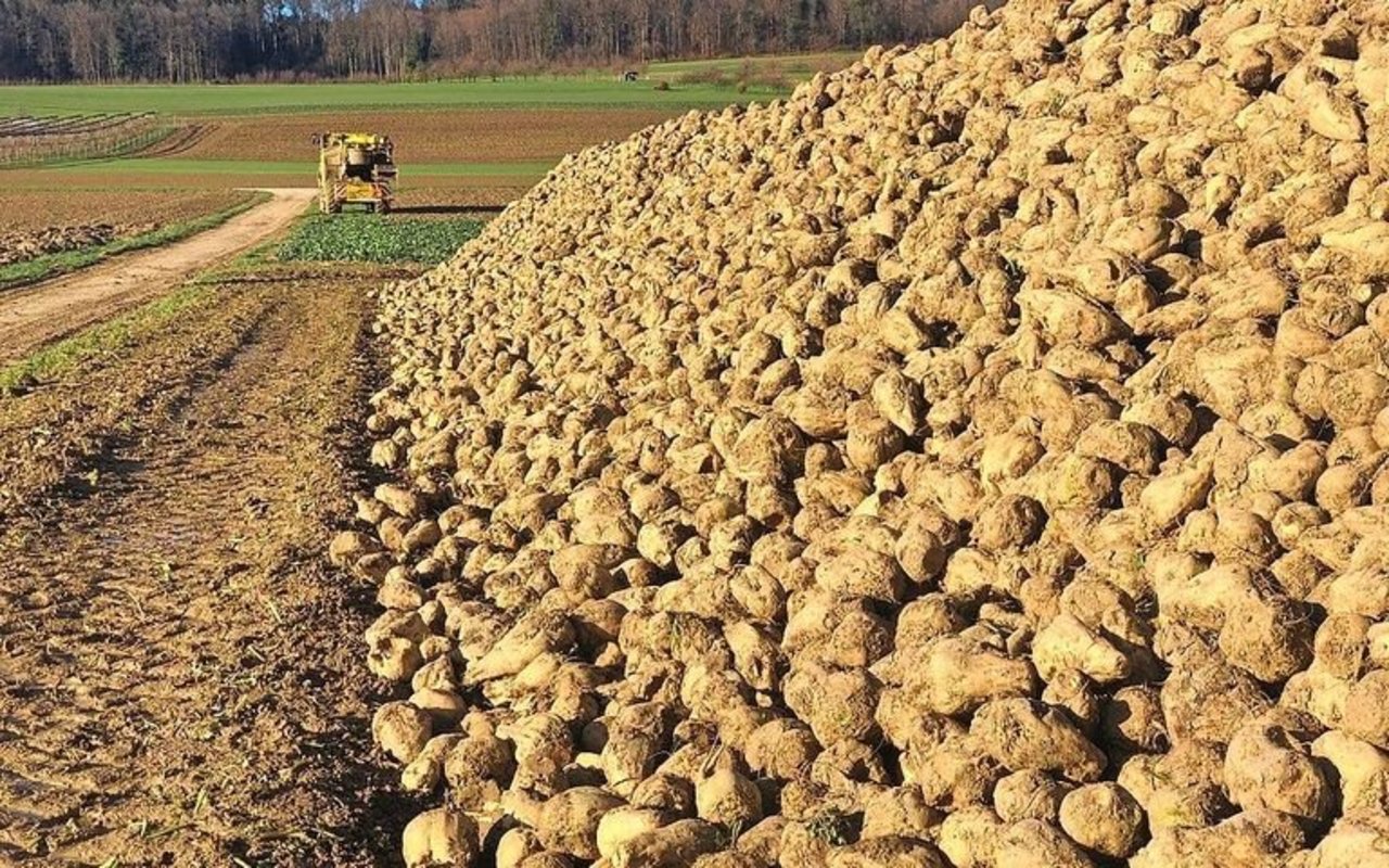 Damit in der Schweiz der Anbau von Zuckerrüben attraktiv bleibt, hat die Branche mit dem Bund einen Kompromiss beim Grenzschutz erarbeitet.