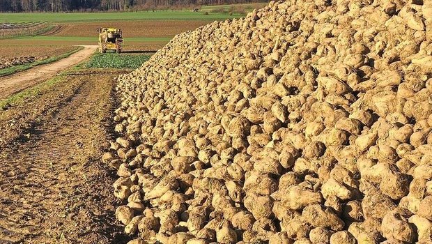 Damit in der Schweiz der Anbau von Zuckerrüben attraktiv bleibt, hat die Branche mit dem Bund einen Kompromiss beim Grenzschutz erarbeitet.