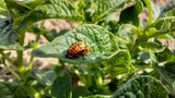 Auch die Schädlinge machten nicht halt vor den Versuchsfeldern. Hier eine grosse Kartoffelkäferlarve. (Bild: Geraldine Zutter / «die grüne»)