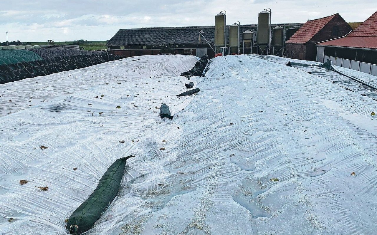 Über Nacht hatte es geregnet. Trotzdem liess sich die eigentliche Silofolie am Tag darauf gut über das Silo ziehen und ausbreiten.