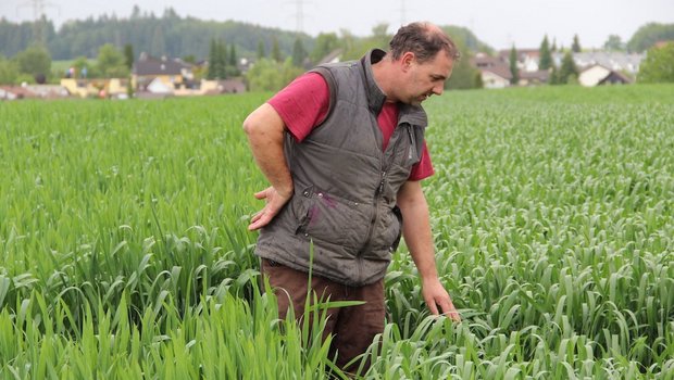 Landwirt und Lohnunternehmer Maurus Rosenberg baut in Bünzen AG auf 7 bis 10 ha intensiv Dinkel an. Er behandelt den Dinkel wie seinen Weizen. Bild: Sebastian Hagenbuch.