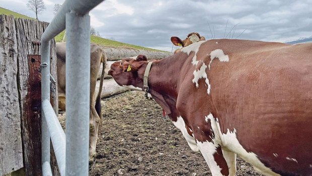 Lange Gesichter müssen bei Veterinärkontrollen nicht sein: Die Anforderungen haben in letzter Zeit kaum geändert.