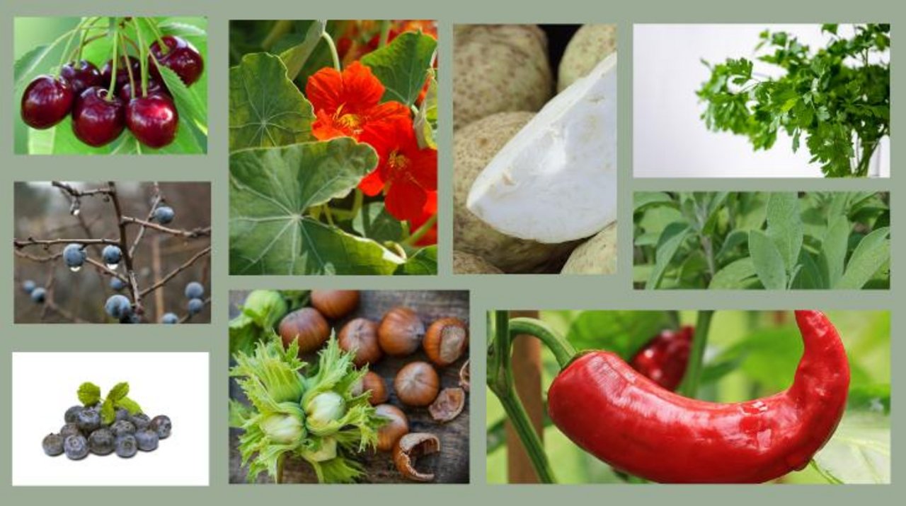 Im Garten oder auf dem Balkon lässt sich allerhand pflanzen. Je nach Geschmack und Umgebung kann man aus einer grossen Palette auswählen. (Bilder Pixabay)