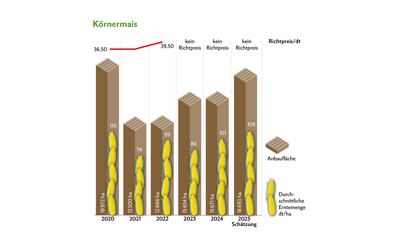 Die Anbaufläche von Körnermais ist gegenüber 2024 um rund 3000 ha gestiegen. 2020 und 2025 wurde teilweise auch Silomais als Körnermais gedroschen. 