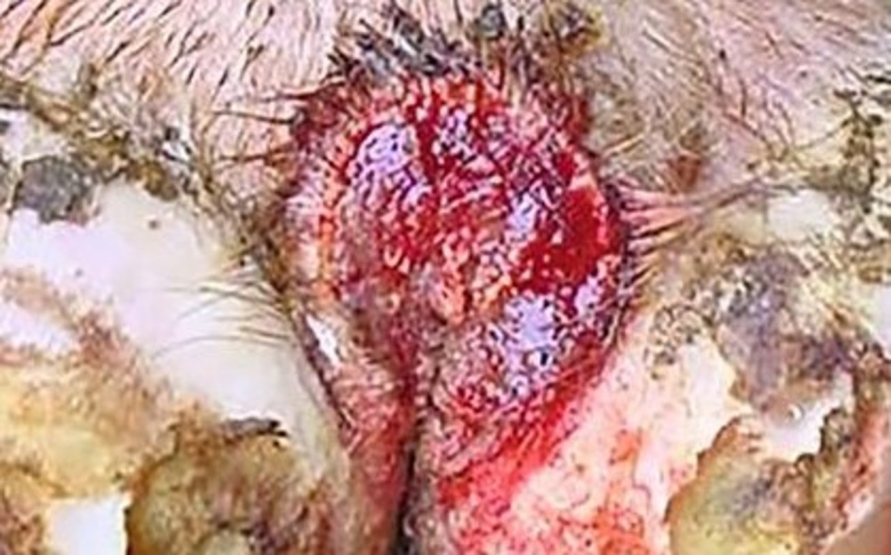 M2: Aktue Veränderung. Ansteckend! Wunde grösser als 2 cm. 