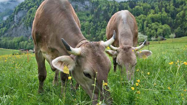 Kraftfuttereinsatz: In Hügel- und Bergregionen tendenziell mehr, im Tal weniger und auf einzelnen Betrieben gar keinen. (Bild Gabriela Brändle, Agroscope)