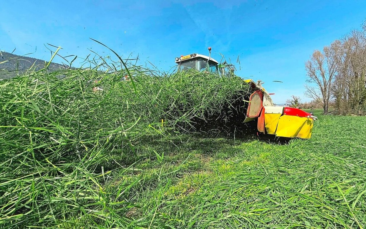 Das Gras wird konsequent auf 10 bis 13 cm hoch gemäht, wozu extra Hochschnittkufen ans Mähwerk montiert wurden. Das mindert die Futterverschmutzung. 