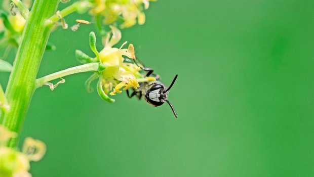 Mit weisser Maske is Mit weisser Maske ist die Reseden-Maskenbiene auffällig.