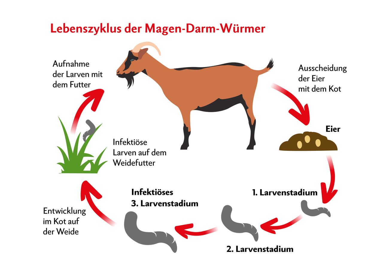 Grafik zeigt Zyklus der Endoparasiten, die sich auf der Weide entwickeln und dann von der Ziege wieder aufgenommen, anschliessend ausgeschieden werden.