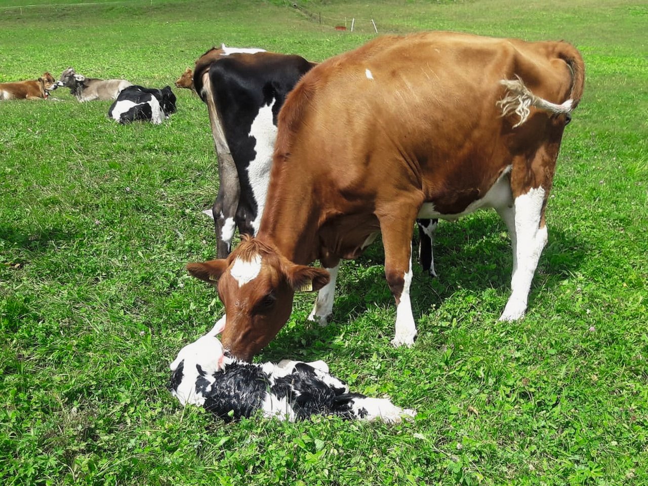 Nach der Geburt müssen sowohl das Kalb wie auch die Kuh bestmöglich versorgt werden. Bild: Karin Ehrensperger