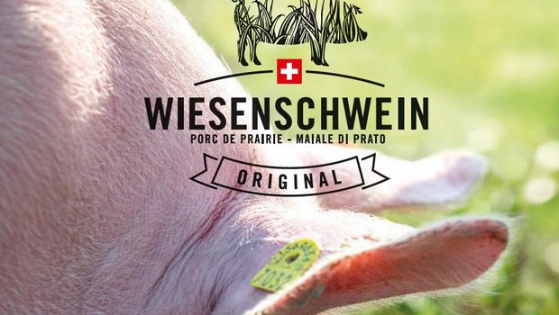 "Wiesenschweine" haben Auslauf und vielfältige Beschäftigungsmöglichkeiten. Oliver Hess hatte einige Hindernisse zu überwinden, auf dem Weg zu einem würdevolleren Schweineleben. (Bild Falzprospekt "Wiesenschweine")