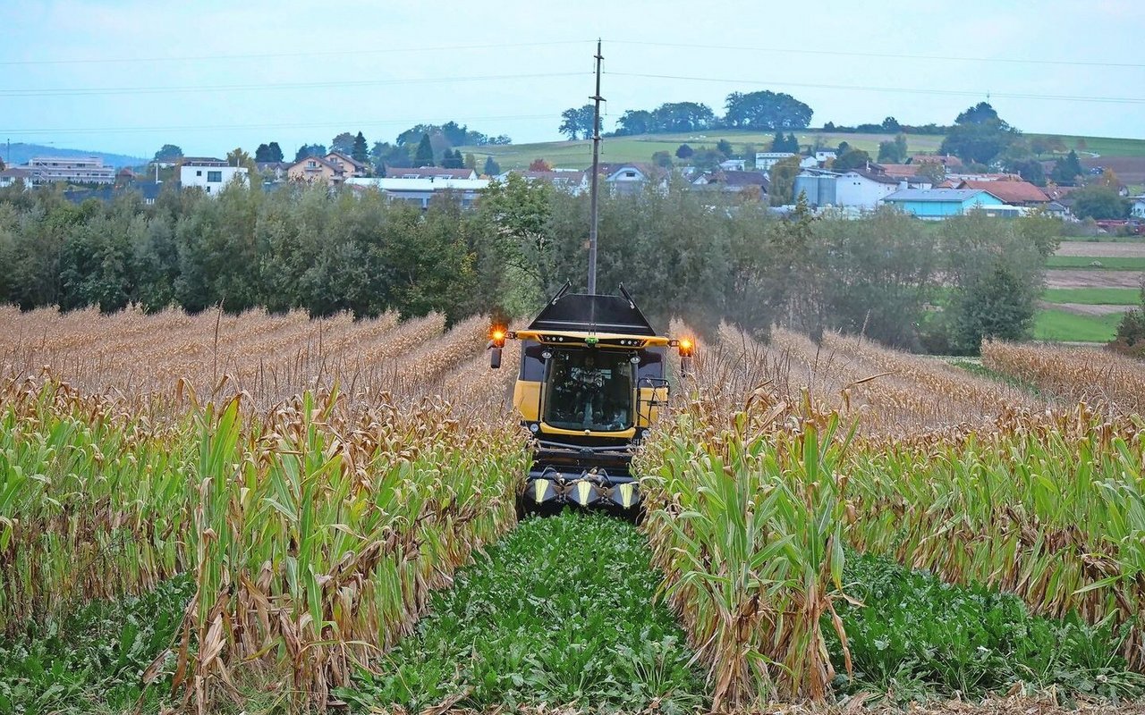 Immer zwei Reihen Mais und vier Reihen Zuckerrüben, alles im Abstand von 50 cm gesät: So fährt der Mähdrescher exakt auf den Körnermaisstoppeln.