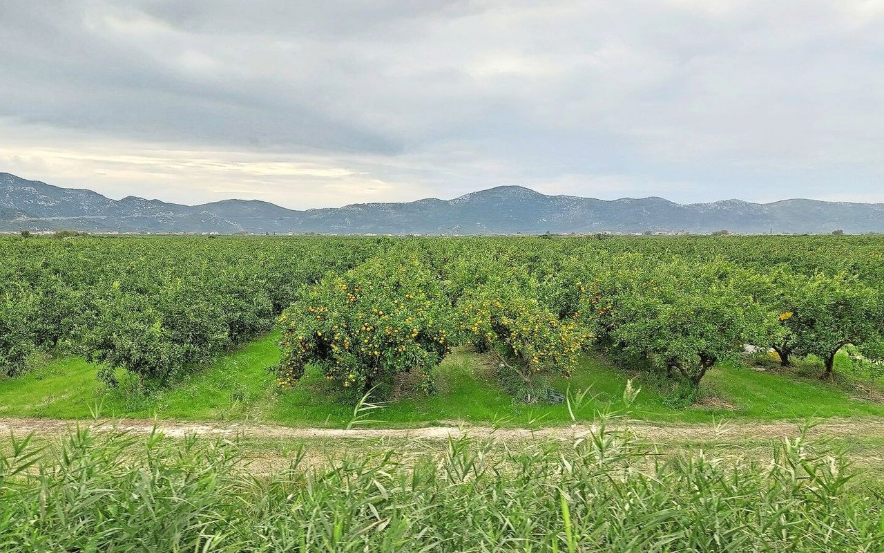 Vor 34 Jahren wurde diese Baumschule für Zitrusfrüchte mit 129 verschiedenen Sorten errichtet. Zum Betrieb gehören 100 000 Zitrusbäume. 