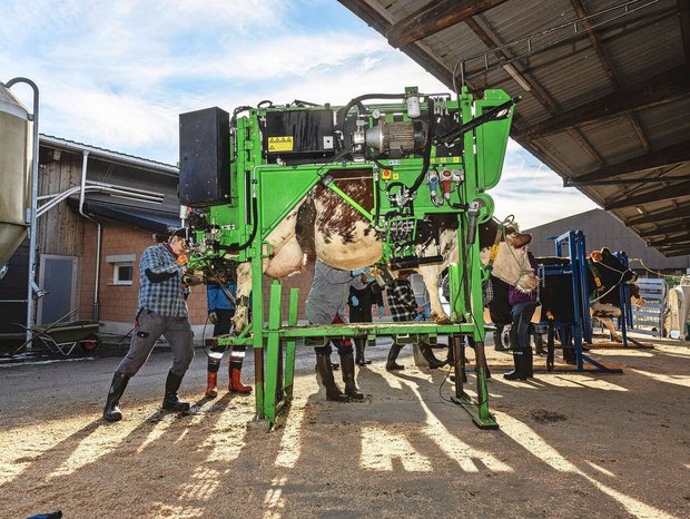 Am Kurs zur funktionellen Klauenpflege beim Rind konnten die Teilnehmenden mit diversen Klauenstandmodellen arbeiten. 